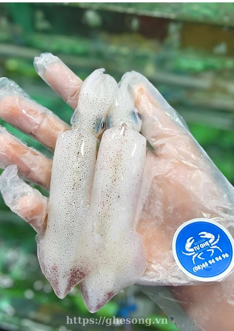 muc-ong-tuoi-phan-thiet-gia-tot-2025 muc-ong-tuoi-phan-thiet-gia-tot-2025