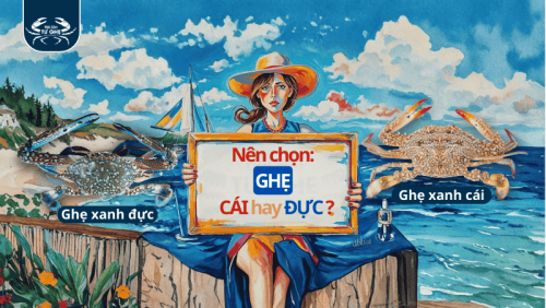 Ghẹ xanh: Nên chọn con đực hay con cái?