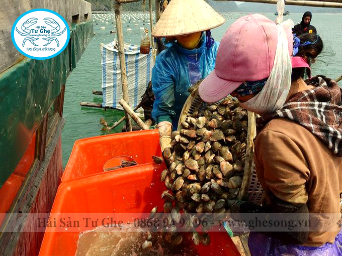 Ngao 2 cồi giá bao nhiêu tiền 1kg - Hải sản Tư Ghẹ