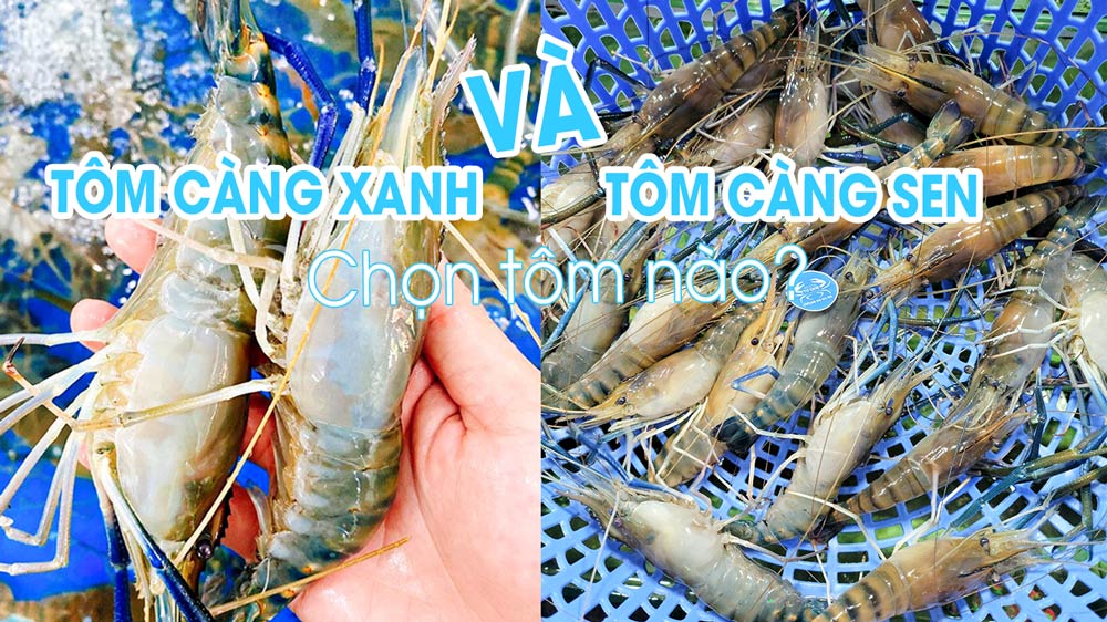 Ăn tôm càng như ít ai biết phân biệt hai loại tôm càng này? Loại tôm sông nào ngon
