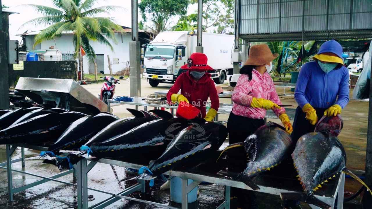 nhap-ca-ngu-dai-duong-nguyen-con-2026 nhap-ca-ngu-dai-duong-nguyen-con-2026
