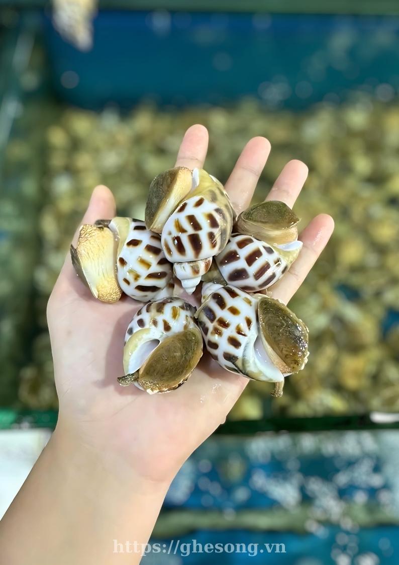 oc-huong-bien-phan-thiet oc-huong-bien-phan-thiet