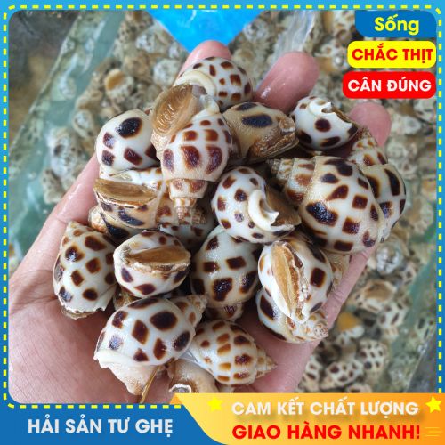 Ôc hương sống (size 90 -100 con/kg) | Biển Phan Thiết