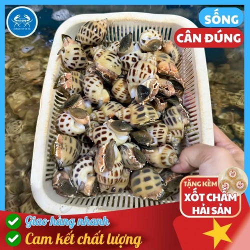 Ốc Hương Biển Loại Lớn, Size 50-60con/Kg, Giao Sống Nhanh, Tặng Xốt Chấm Hải Sản
