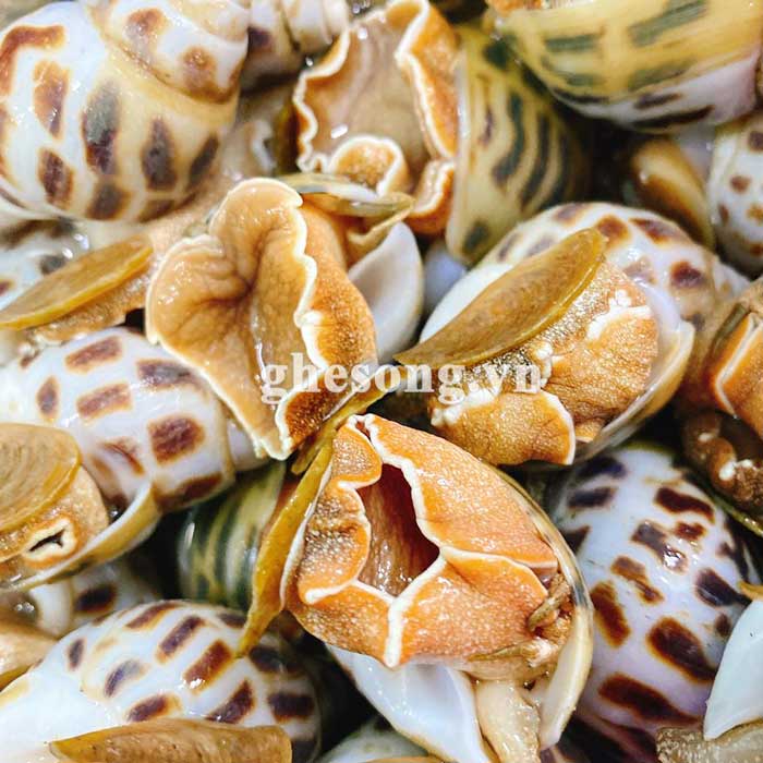 oc-huong-bien-song-thien-nhien-to oc-huong-bien-song-thien-nhien-to