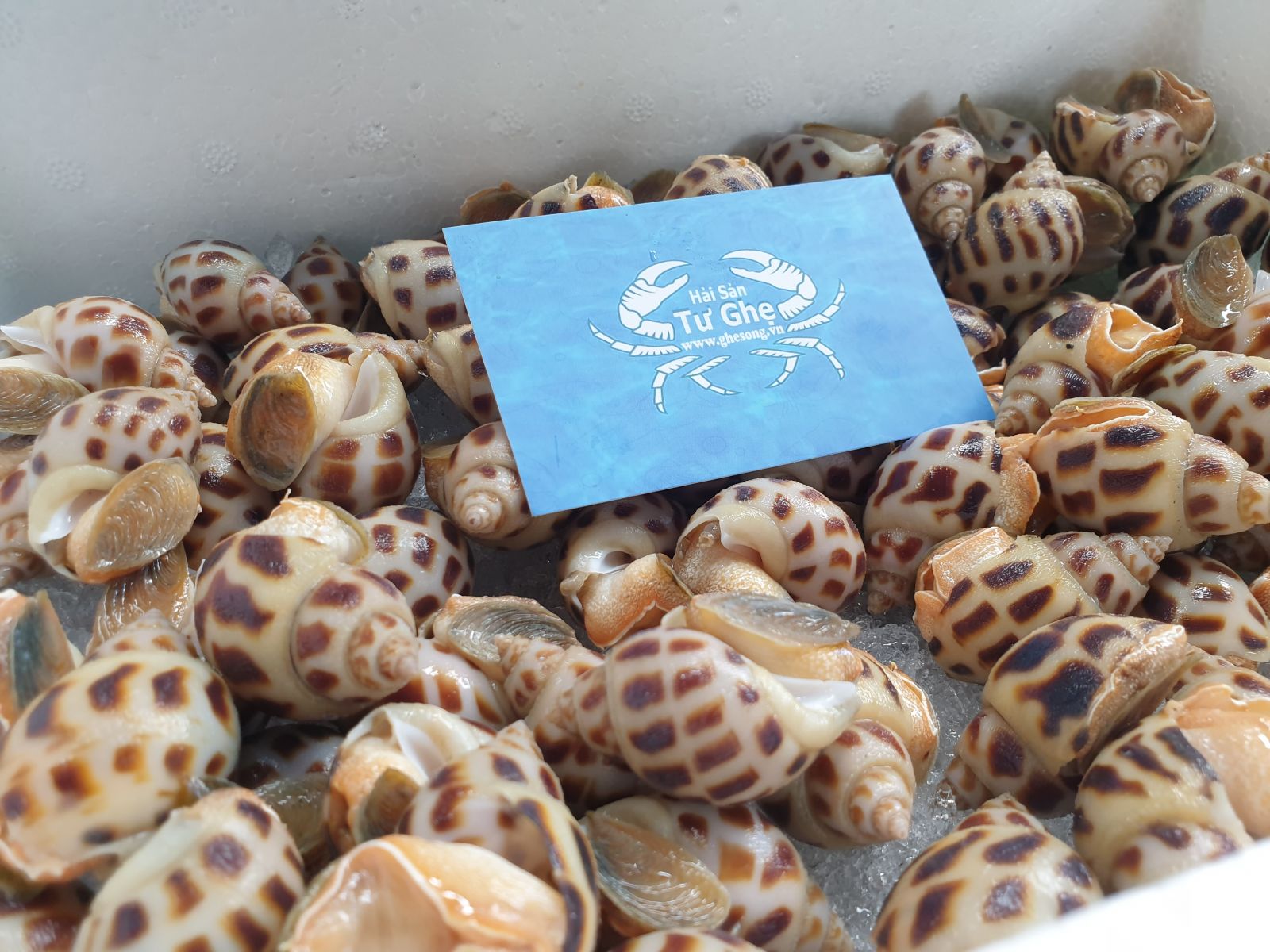 oc-huong-dong-lanh-gia-re