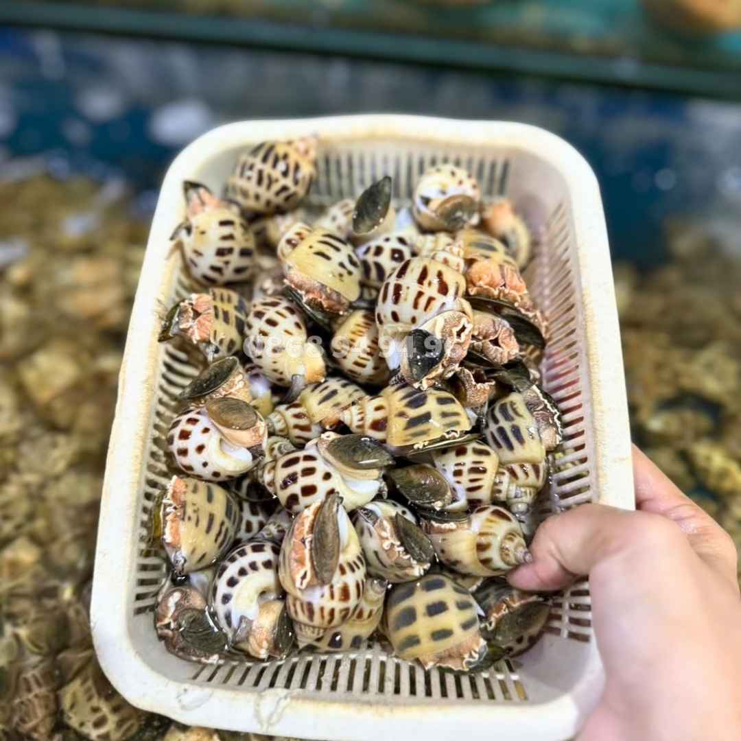 oc-huong-lon-bao-ngon-tai-tu-ghe