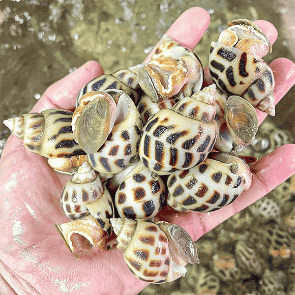 oc-huong-nuoi-mau-sam oc-huong-nuoi-mau-sam