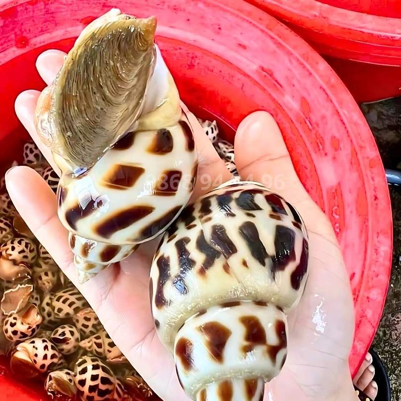 oc-huong-song-tu-nhien-size-lon-vo-sang-bong-tu-ghe.