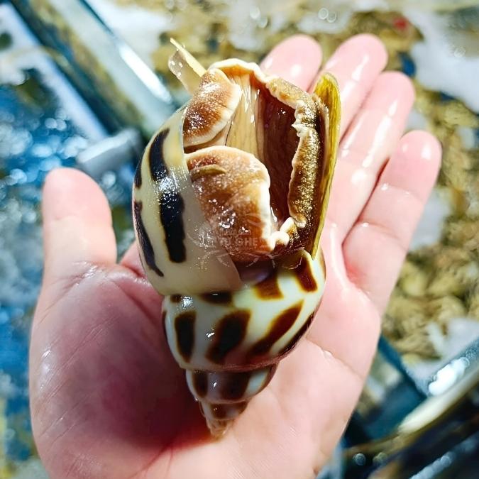 oc-huong-tu-nhien-song oc-huong-tu-nhien-song