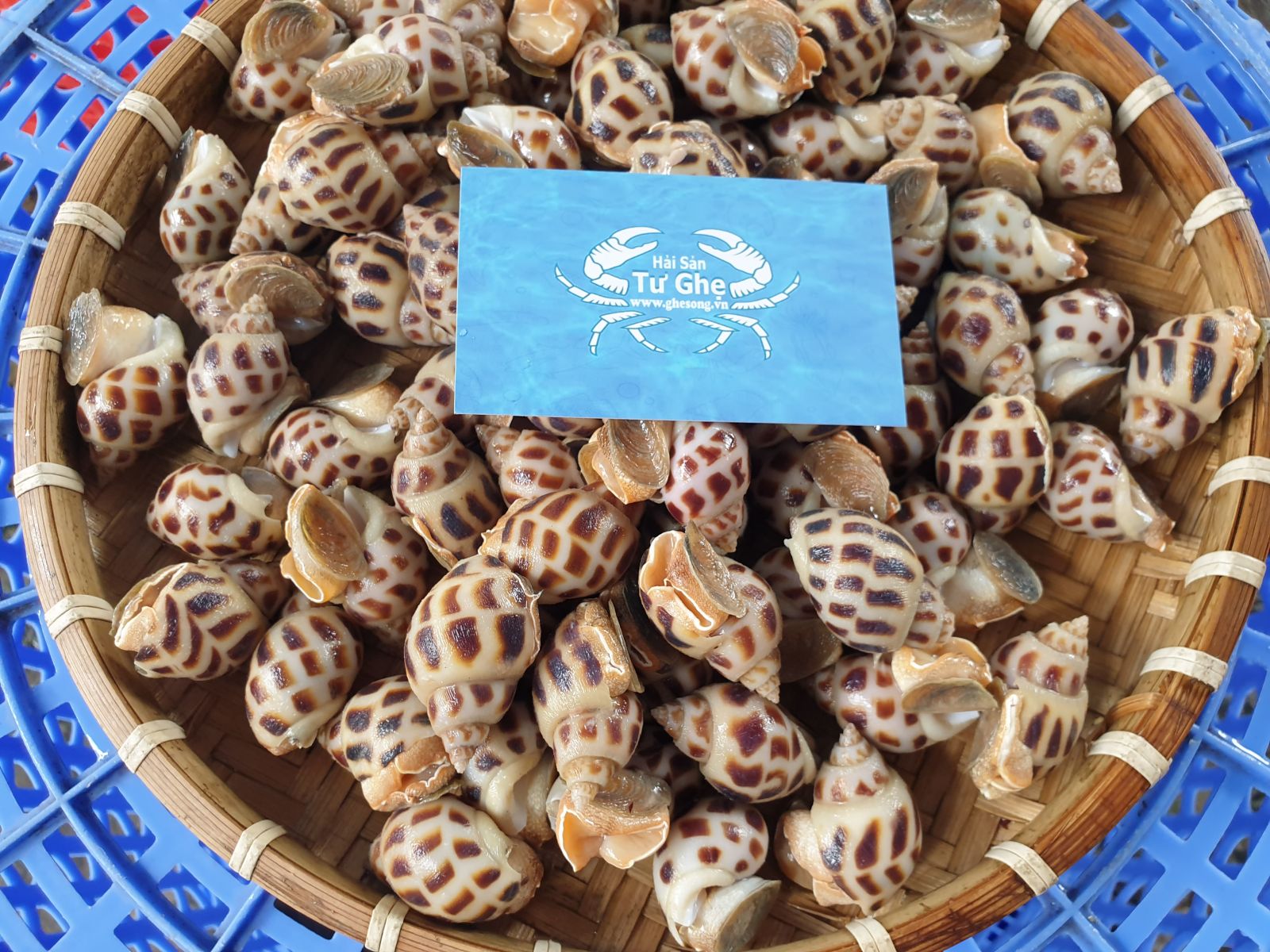 oc-huong-tuoi-dong-lanh