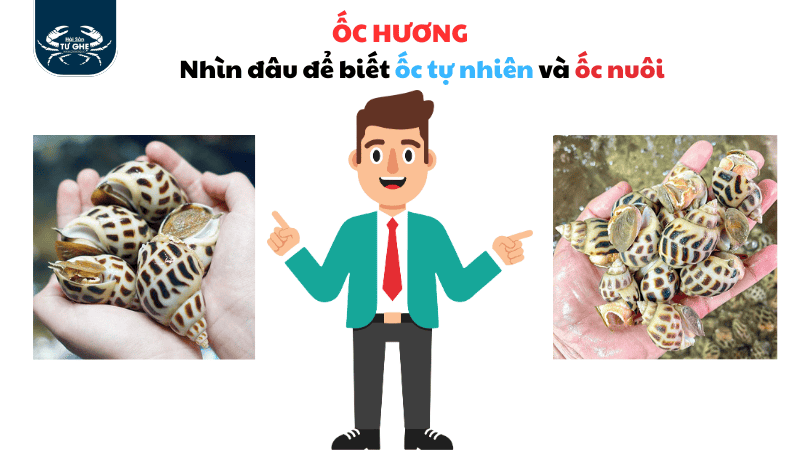 Mẹo để biết được Ốc Hương Tự Nhiên và Ốc Nuôi Dể như ăn kẹo