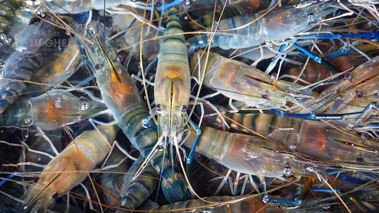 phan-dau-tom-cang-xanh