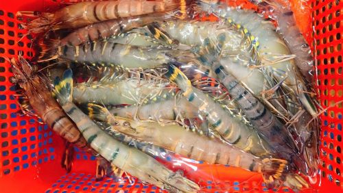 Giá Tôm Sú Sống 20/25con: 4 Lý Do Khiến Bạn Dễ Bị 