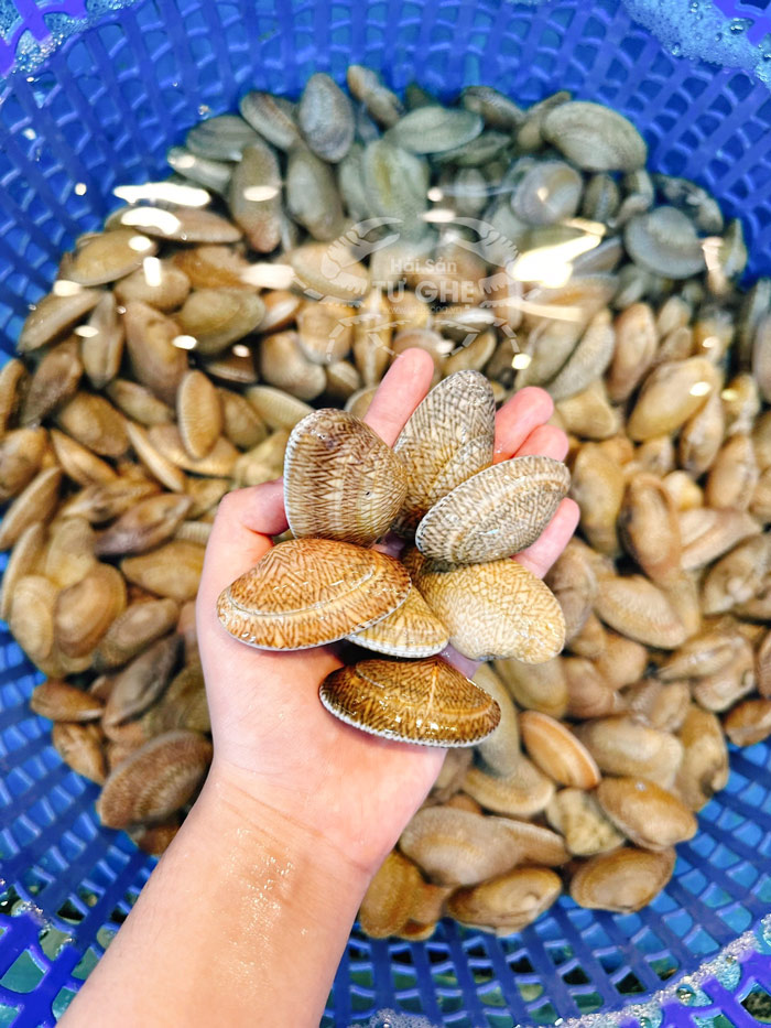 so-lua-song so-lua-song