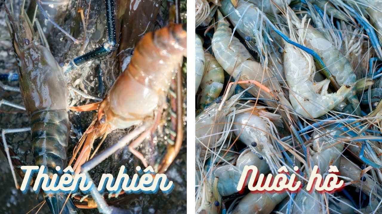 so-sanh-tom-cang-xanh-tu-nhien-va-tom-nuoi-ho