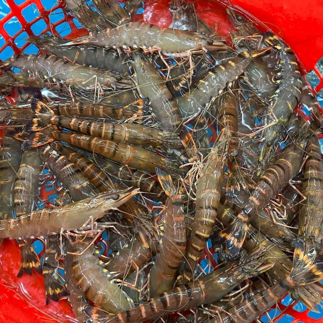 su-nuoi-long-tu-nhien