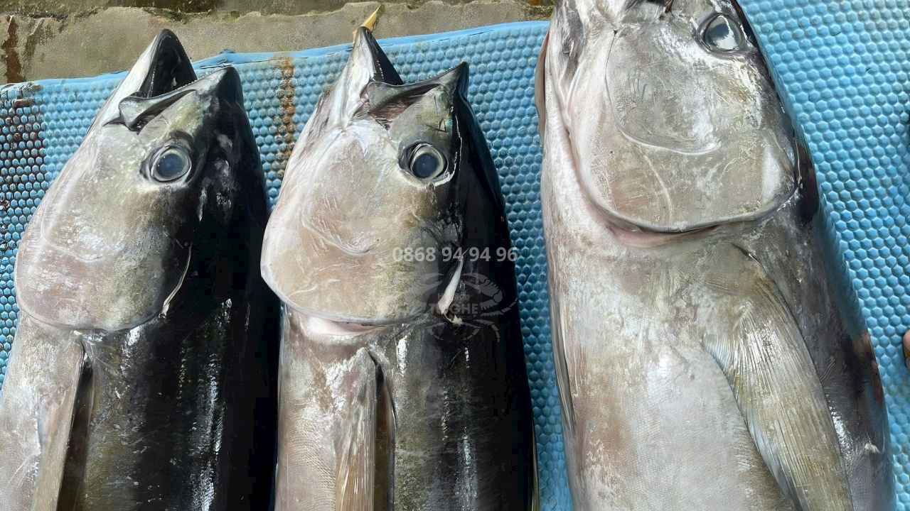 tai-sao-ca-ngu-dai-duong-nguyen-con-duoc-ua-chuong