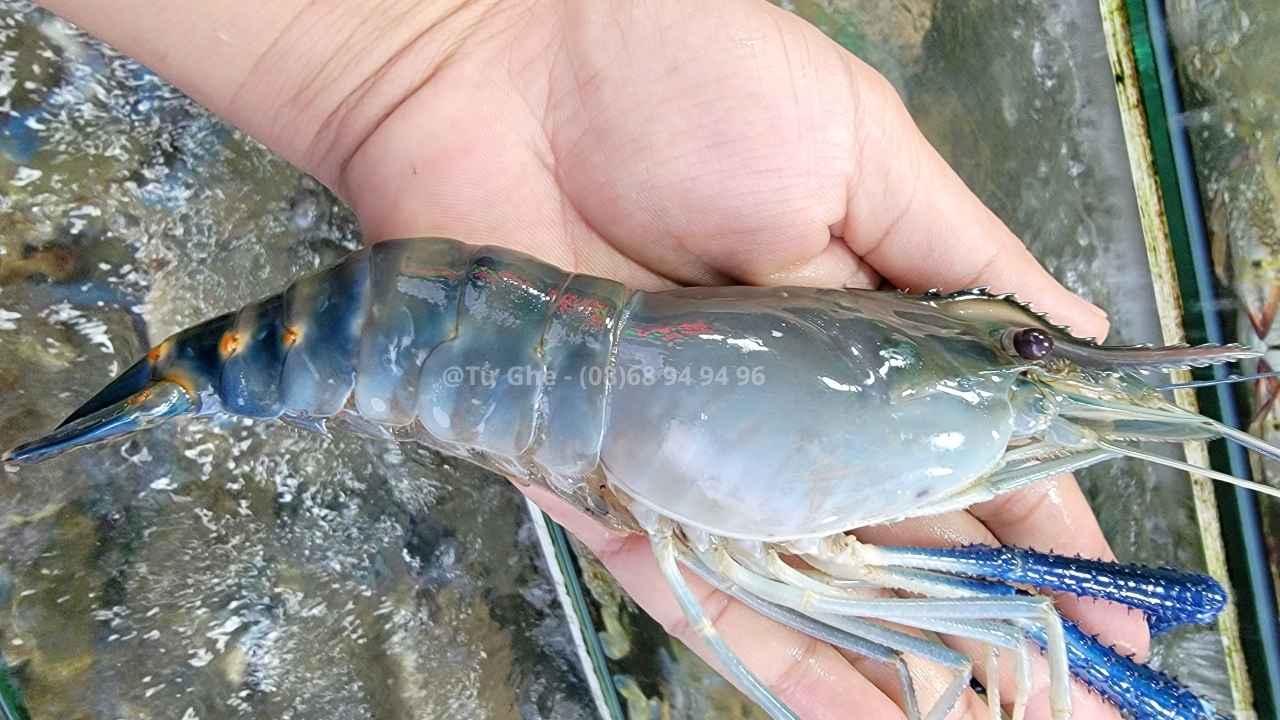 tai-sao-dau-tom-cang-lai-to