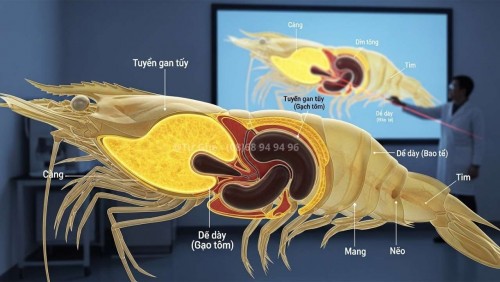 Tại Sao Đầu Tôm Càng Xanh Lại To? Hải Sản Tư Ghẹ