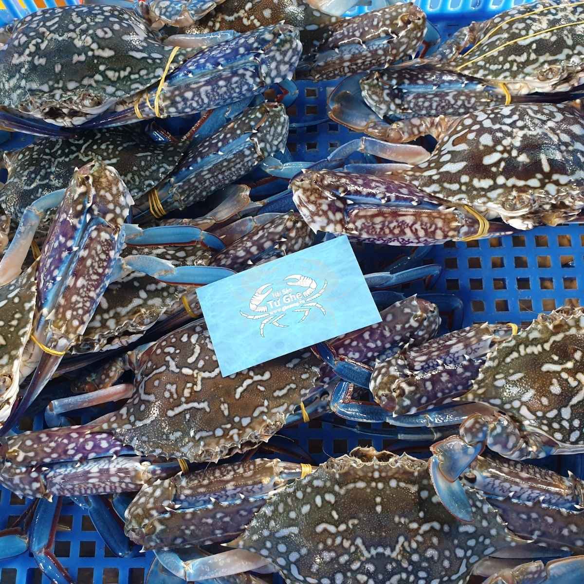 tai-sao-ghe-xanh-phan-thiet-ua-chuong tai-sao-ghe-xanh-phan-thiet-ua-chuong