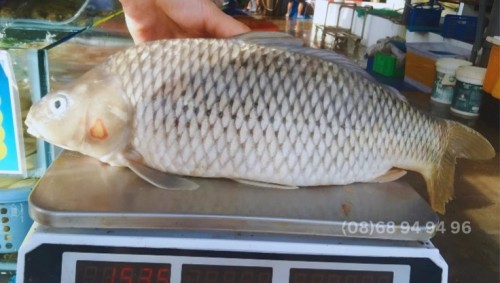 Tại Sao Cá Chép Giòn Mà Thịt Mềm Không Được Giòn Như Mong Đợi?