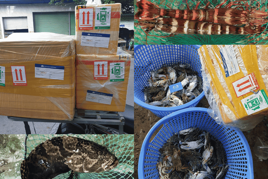 thung-hai-san-ham-ninh-dong-oxy-ve-sai-gon thung-hai-san-ham-ninh-dong-oxy-ve-sai-gon