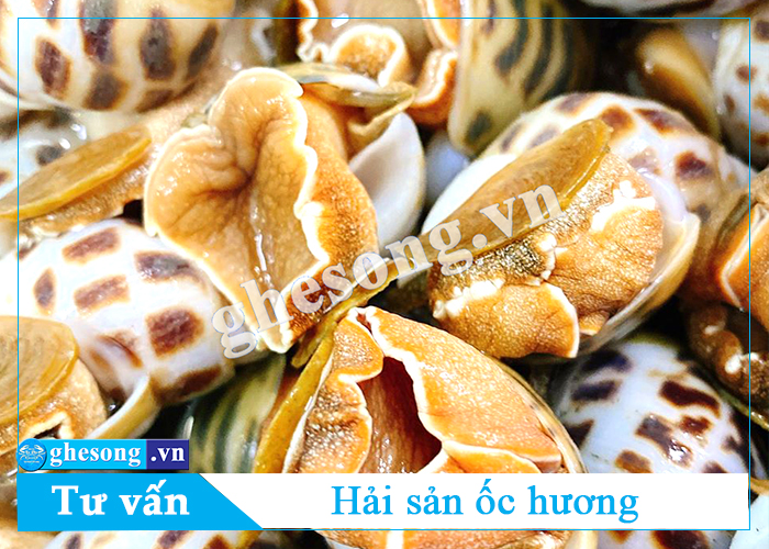 Tìm hiểu về ốc hương - Hải sản Tư Ghẹ