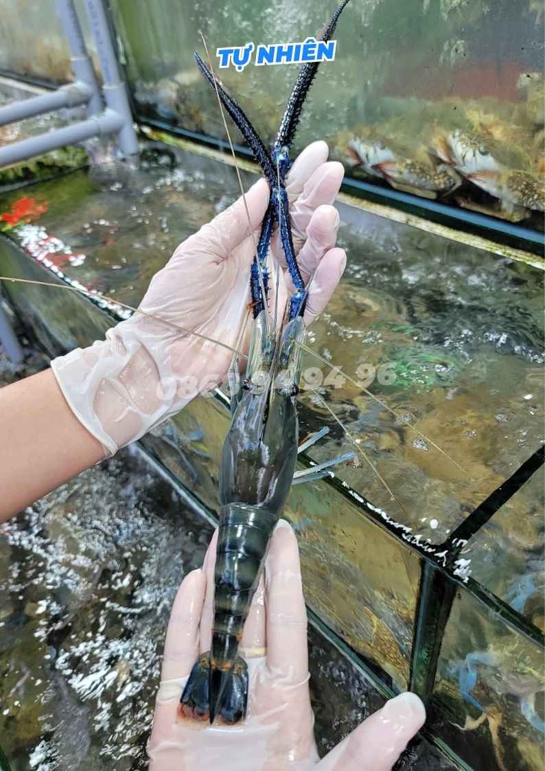 tom-cang-9-10-con-tai-tu-ghe-hcm