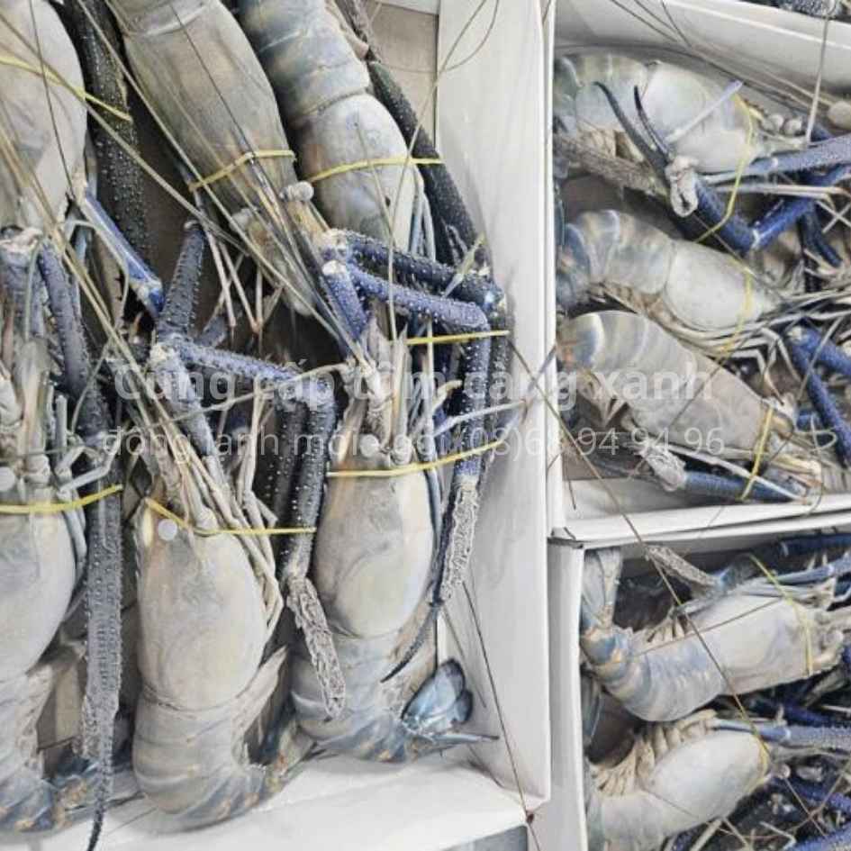 tom-cang-xanh-dong-lanh-size-9-12con-to