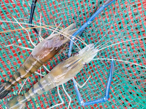 Tôm gạch đầu là gì, Cách chọn tôm càng có gạch ngon?