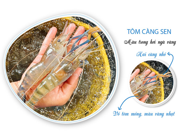 tom-cang-sen-la-gi
