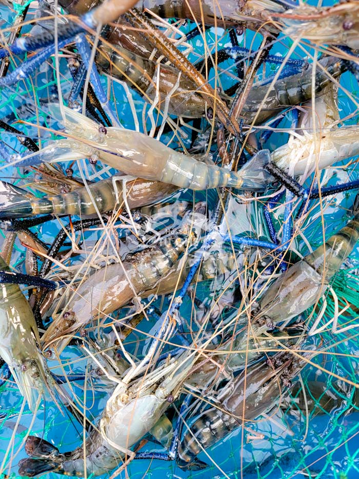 tom-cang-tu-nhien-song-chat-luong tom-cang-tu-nhien-song-chat-luong