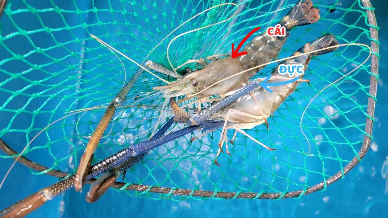 tom-cang-xanh-cai-va-duc