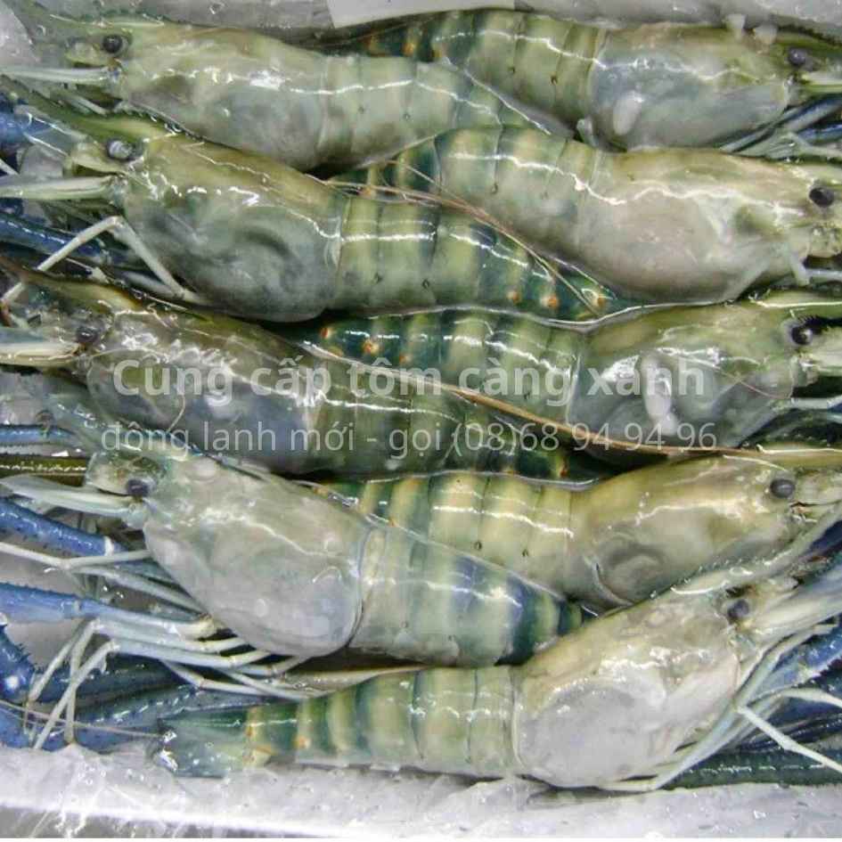 tom-cang-xanh-dong-lanh-size-9-12con-to