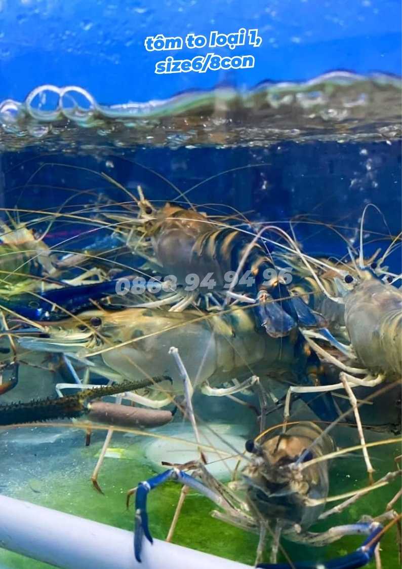 tom-cang-xanh-loai-1-to-gia-bao-nhieu-1kg