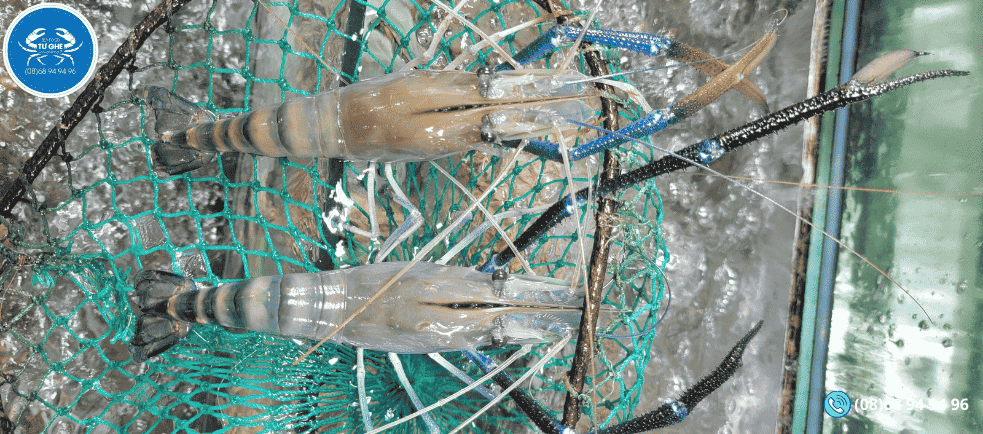 tom-cang-xanh-song-oxy-chat-luong