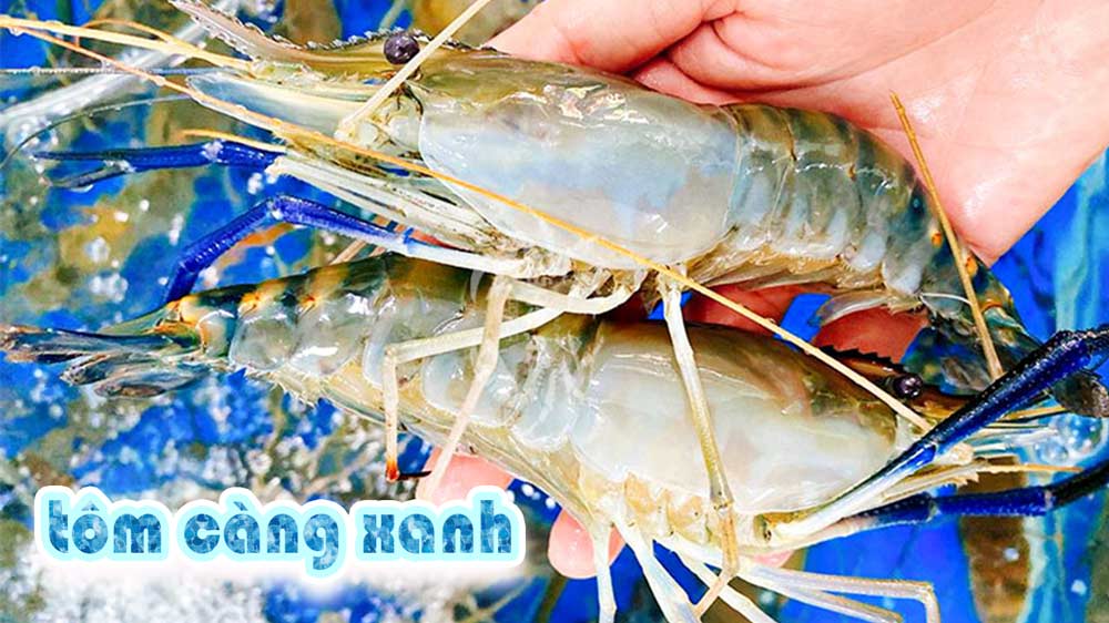 Tôm càng xanh tại quận 1 giao tôm nhanh, mua tôm càng sống chất lượng giá rẻ 