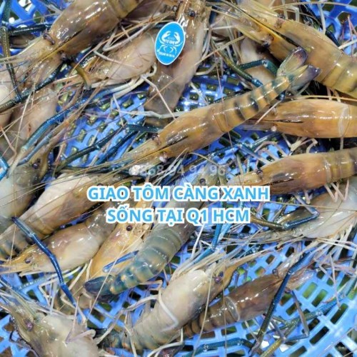 Giá  Giao Tôm Càng Xanh Sống Q1 HCM 