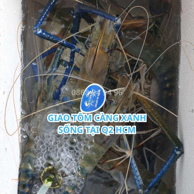 tom-cang-xanh-song-tai-q2-hcm