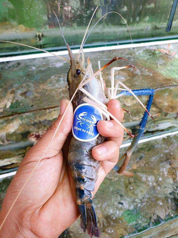 tom-cang-xanh-song-tu-nhien tom-cang-xanh-song-tu-nhien