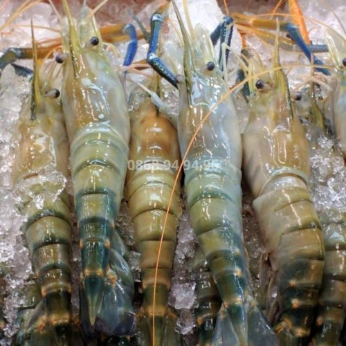 Tôm càng xanh tại Hoài Nhơn