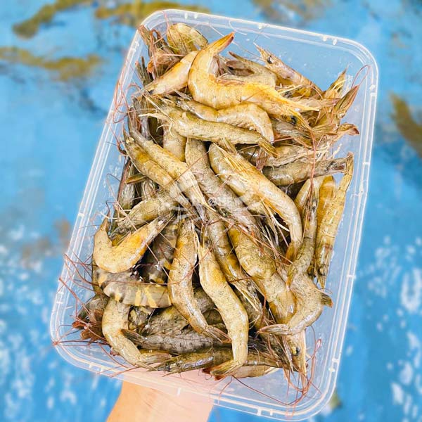 tom-dat-mo-vang-dinh-duong