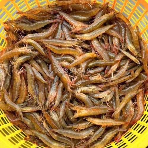 Tôm đất tươi tại hoài nhơn