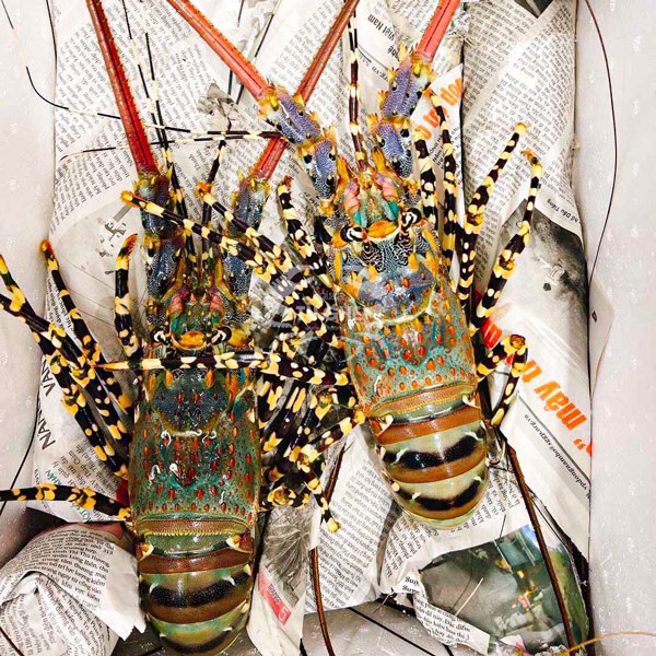 tom-hum-bong-giao-song tom-hum-bong-giao-song