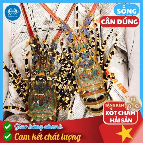 Tôm Hùm Bông Sống, Size 500g-700g/con, Đặc Sản Biển