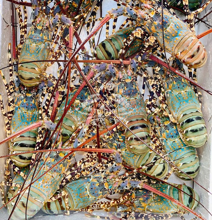 tom-hum-bong-song-kg tom-hum-bong-song-kg