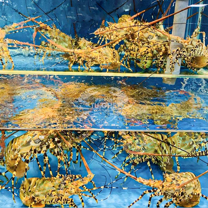 tom-hum-bong-song-tai-ho tom-hum-bong-song-tai-ho