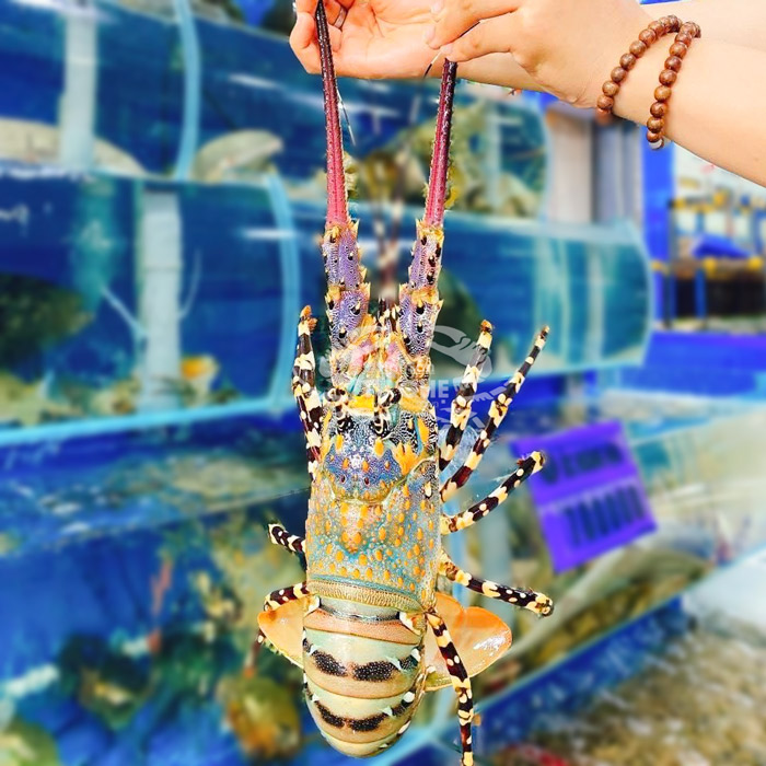 tom-hum-bong-tai-tư-ghẹ tom-hum-bong-tai-tư-ghẹ