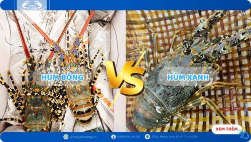 Lựa chọn tôm hùm bông hay tôm hùm xanh, Loại nào rẻ hơn?